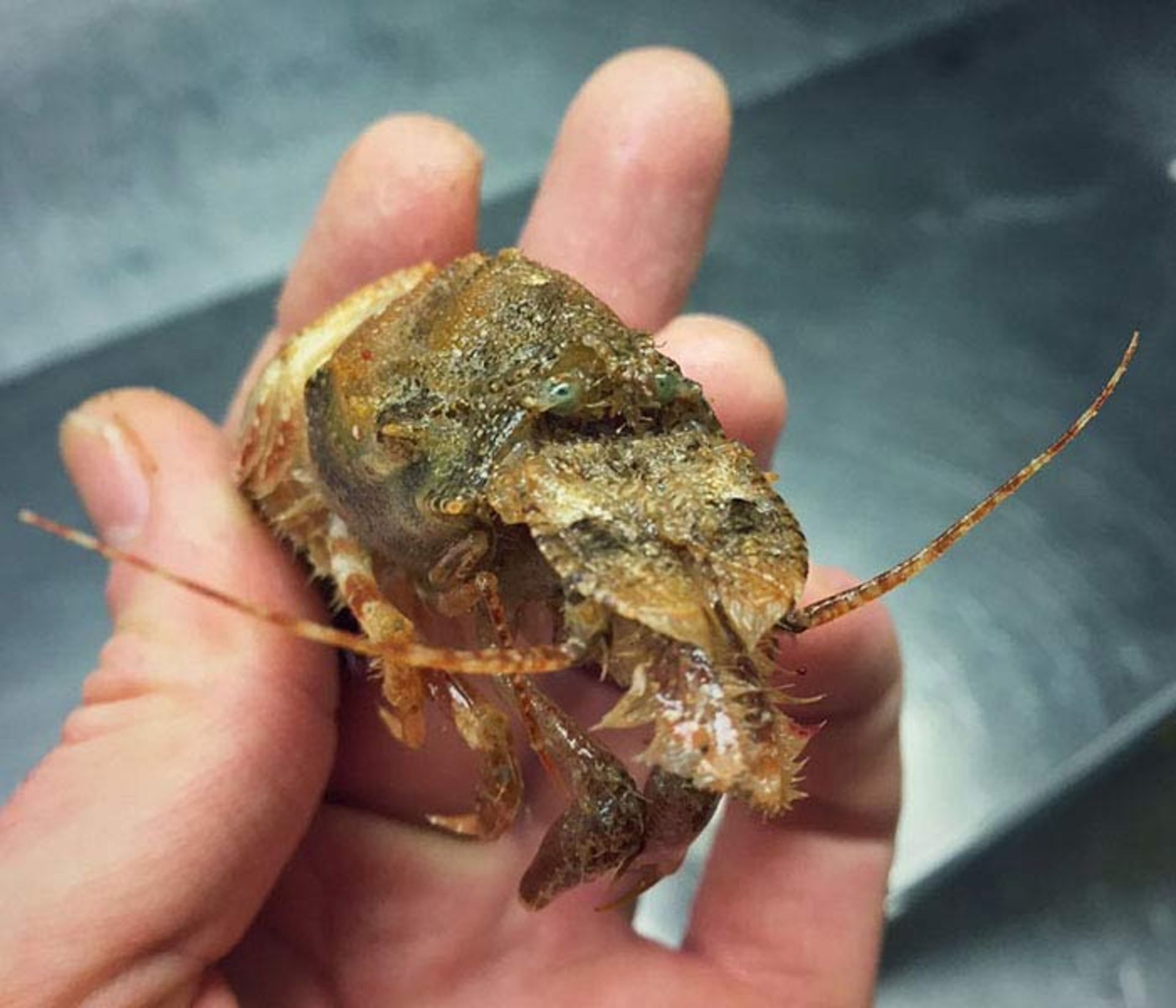 مخلوقات عجیب و ترسناک ساکن اعماق دریا