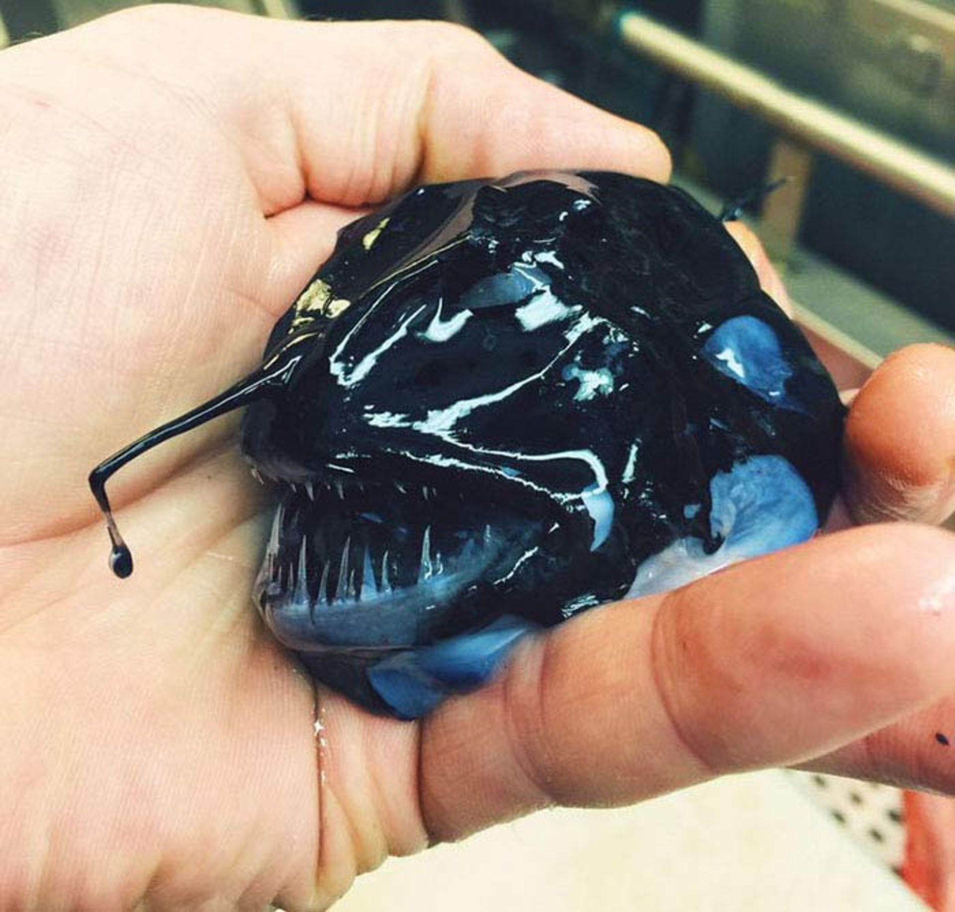 مخلوقات عجیب و ترسناک ساکن اعماق دریا