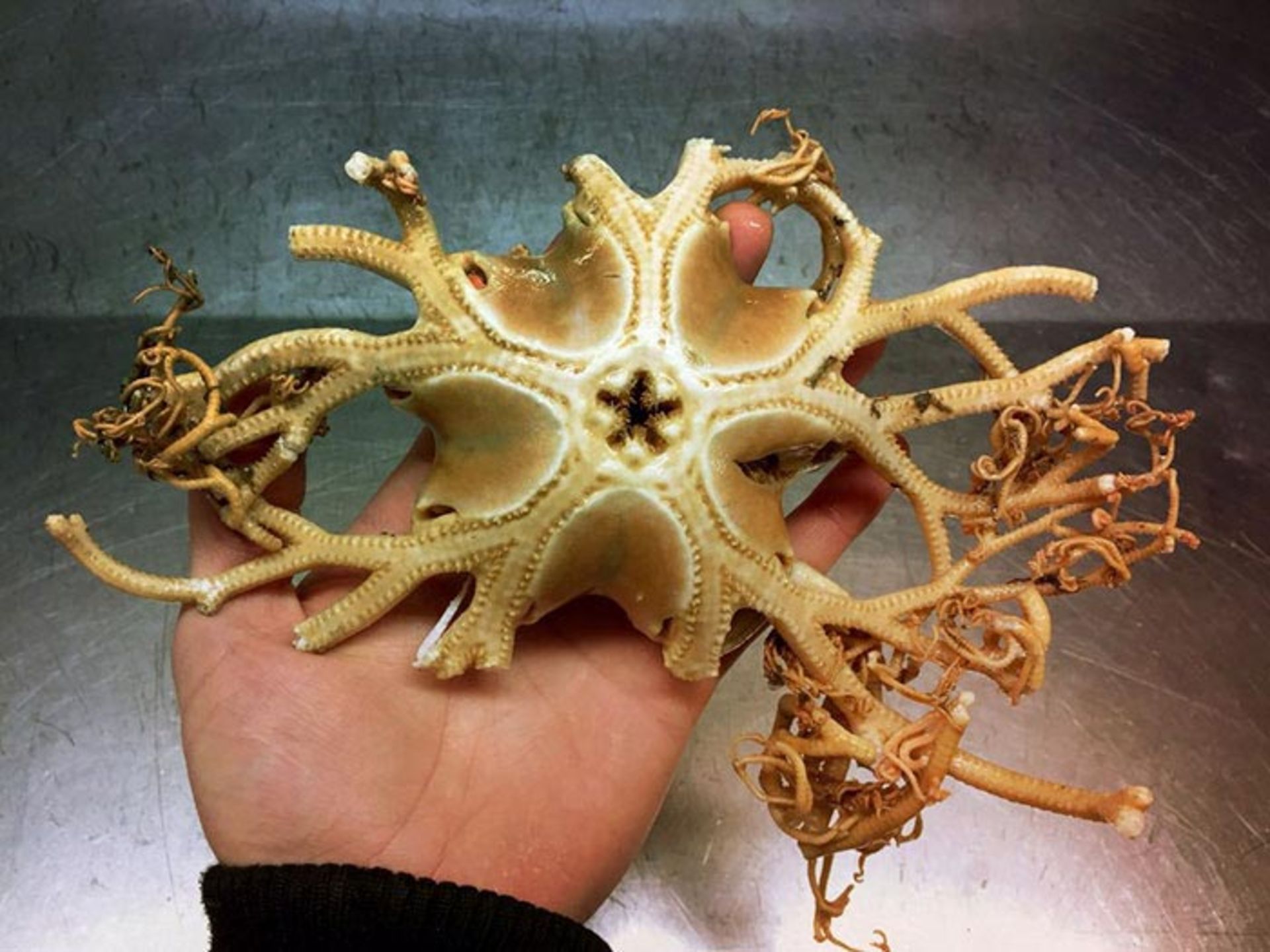 مخلوقات عجیب و ترسناک ساکن اعماق دریا