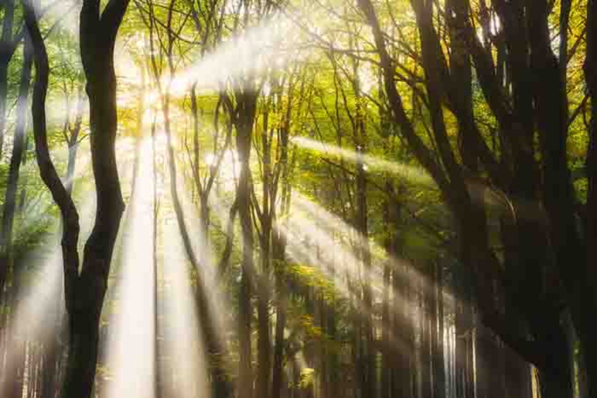 عکاسی از جنگلهای کشور هلند