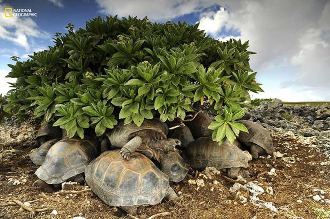 بهترین تصاویر سال 2016 به انتخاب نشنال جئوگرافی