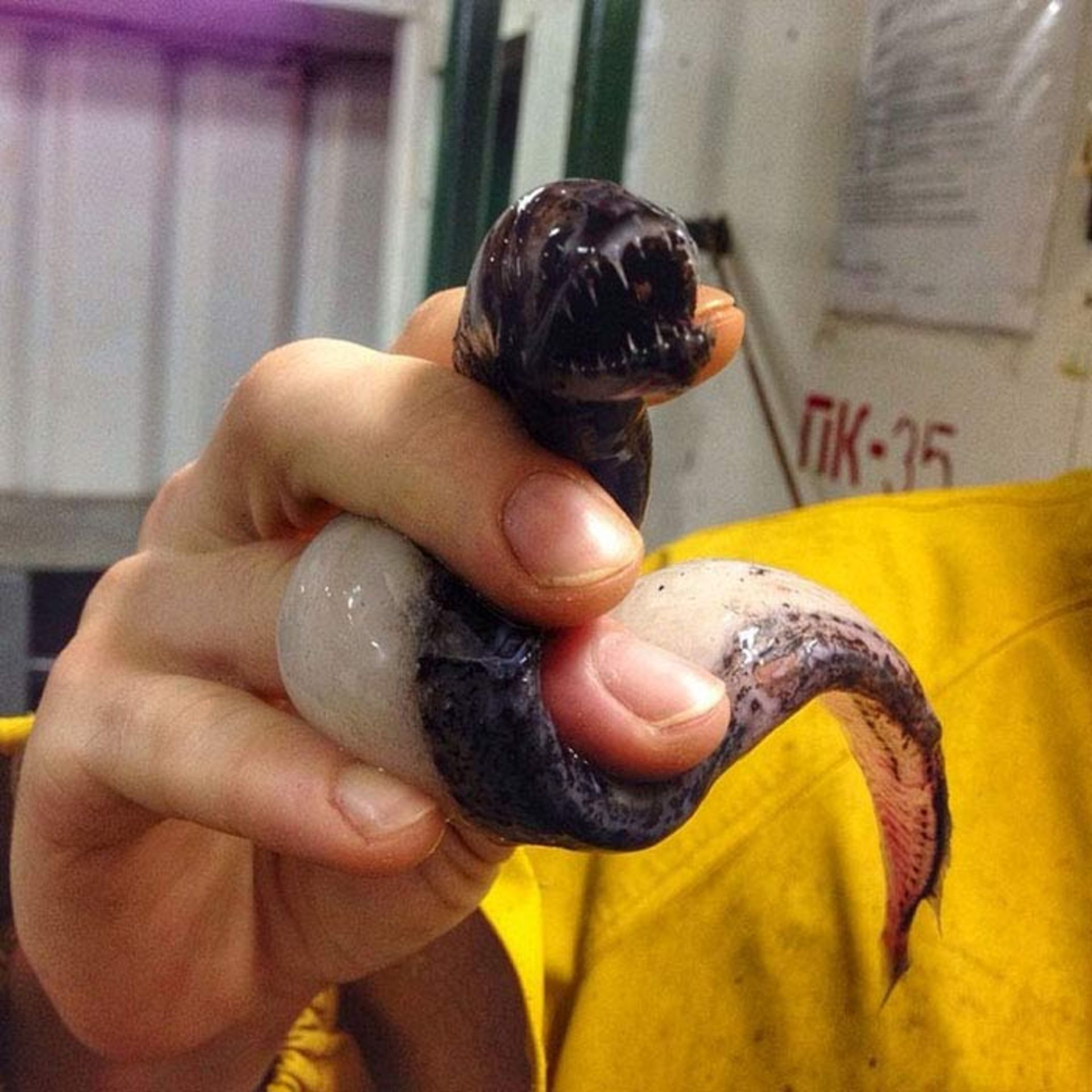 مخلوقات عجیب و ترسناک ساکن اعماق دریا