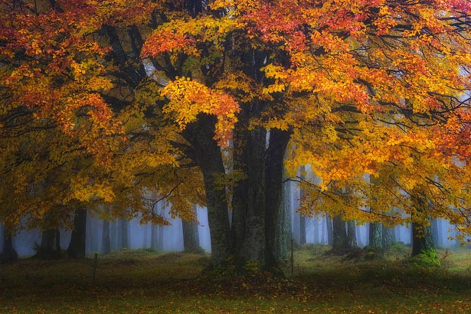 عکاسی از جنگلهای کشور هلند