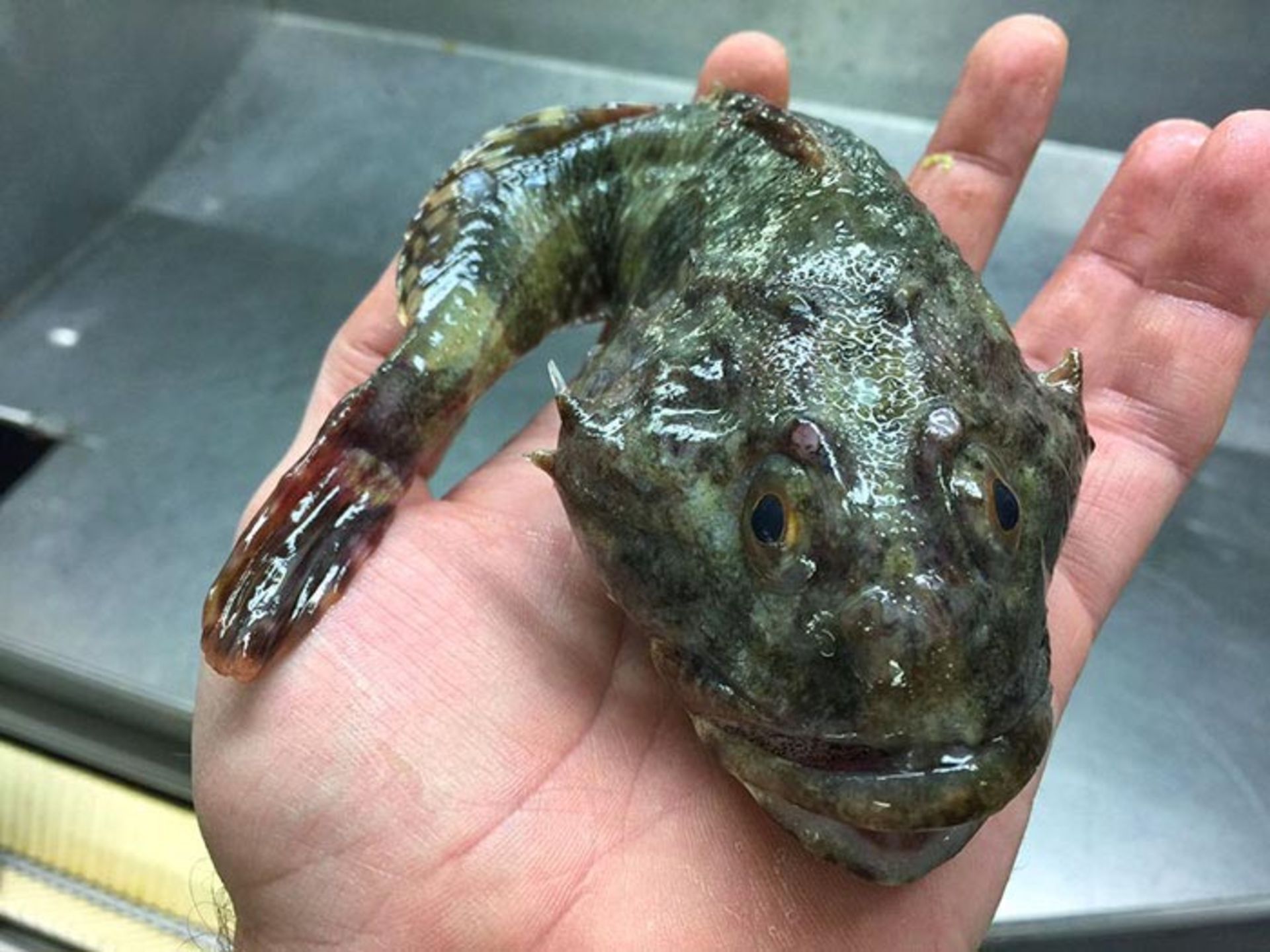 مخلوقات عجیب و ترسناک ساکن اعماق دریا