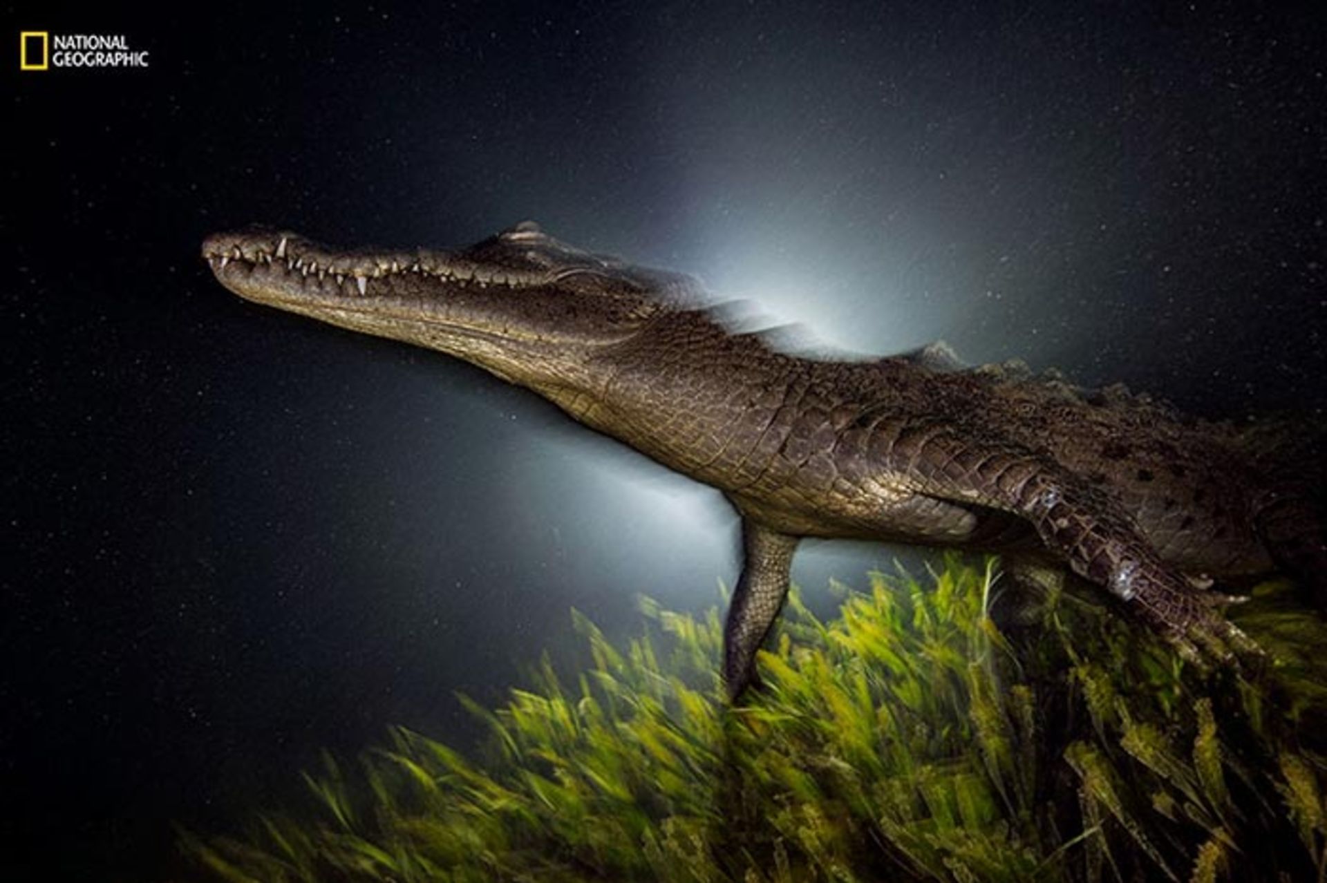 تصاویر برتر سال 2016 به انتخاب نشنال جئوگرافی