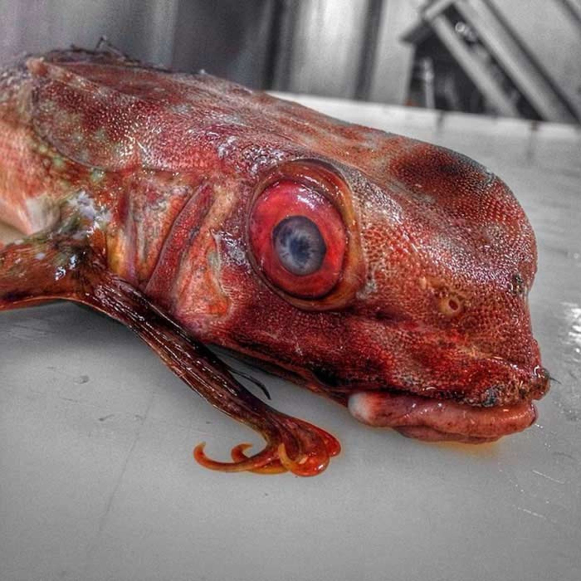 مخلوقات عجیب و ترسناک ساکن اعماق دریا