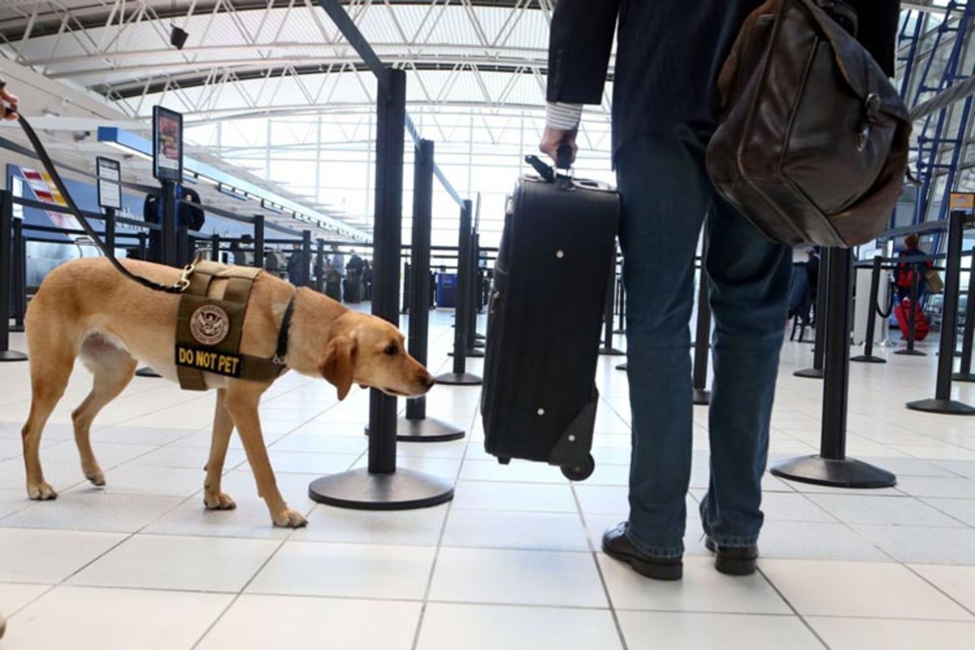 سگ شناساگر بمب