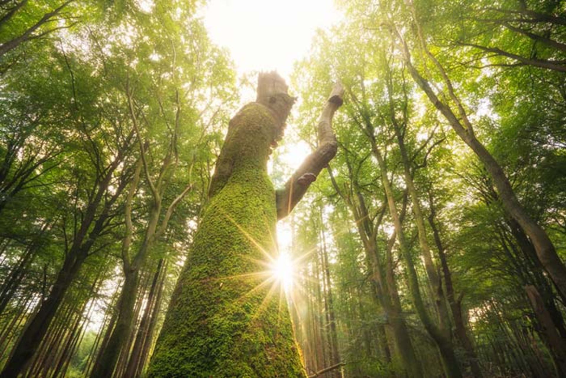 عکاسی از جنگلهای کشور هلند