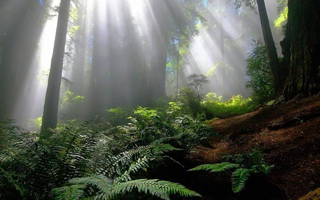چشم انداز زیبای جنگل
