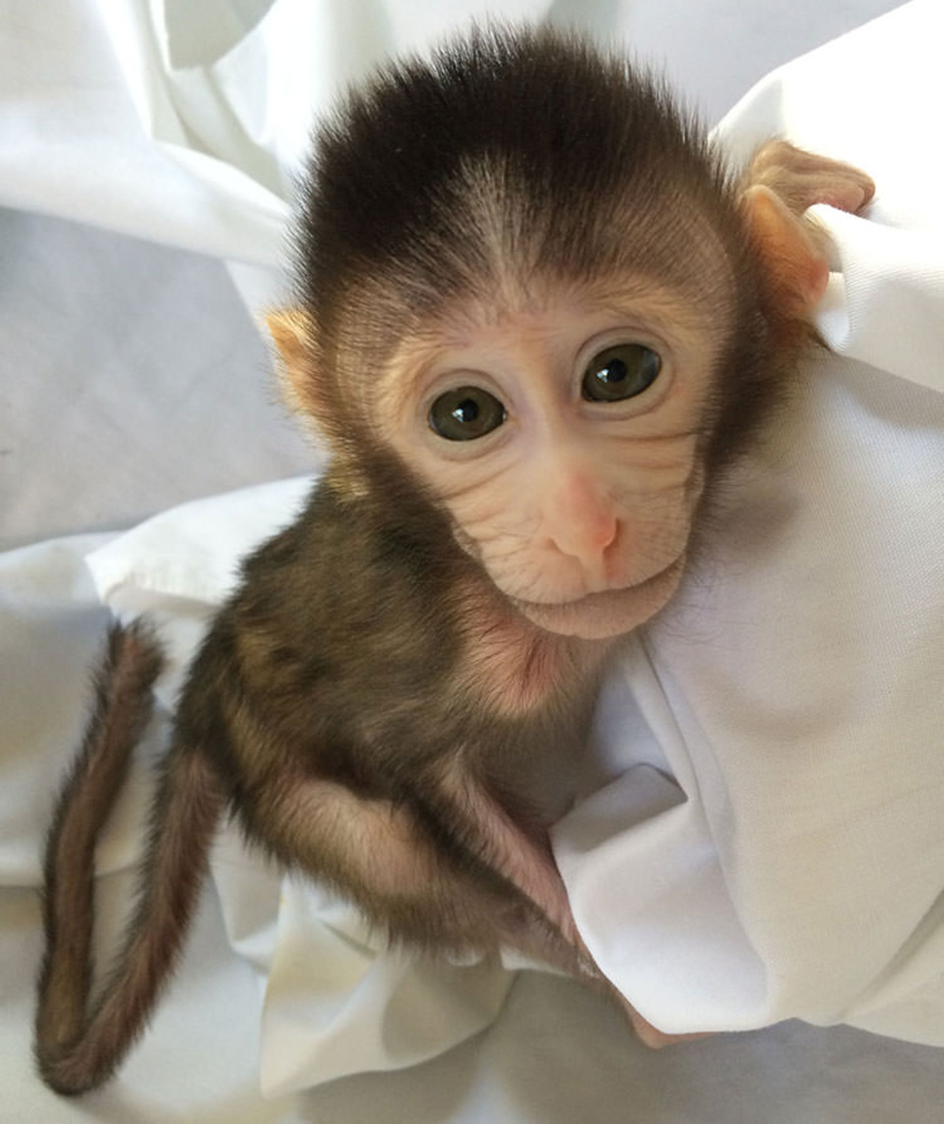 میمون آزمایشگاهی