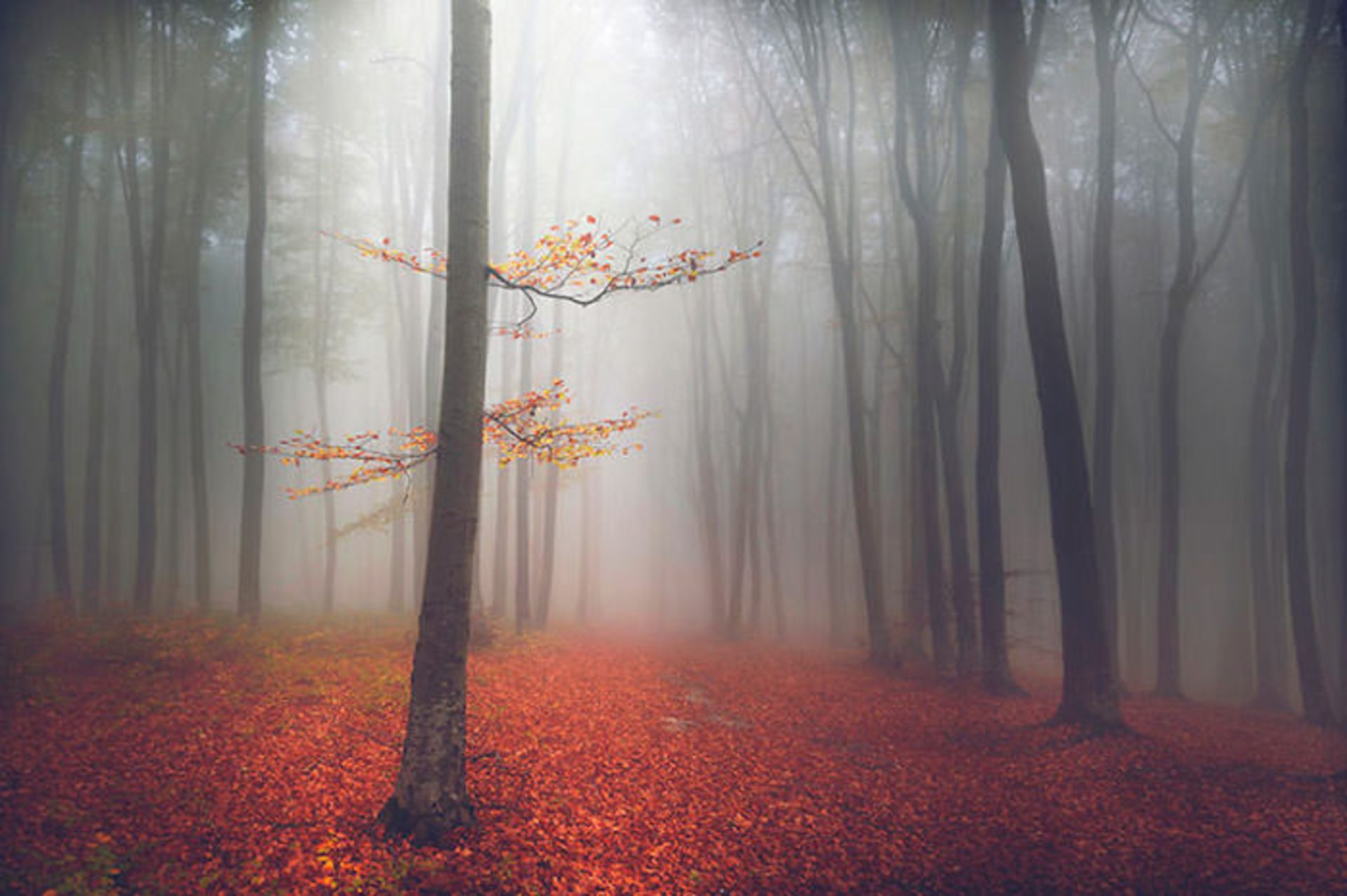 قصه‌ی جنگل