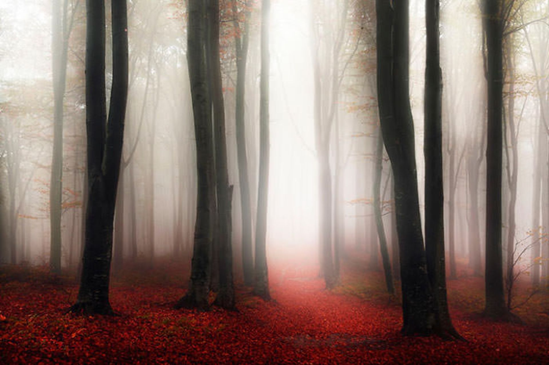 قصه‌ی جنگل