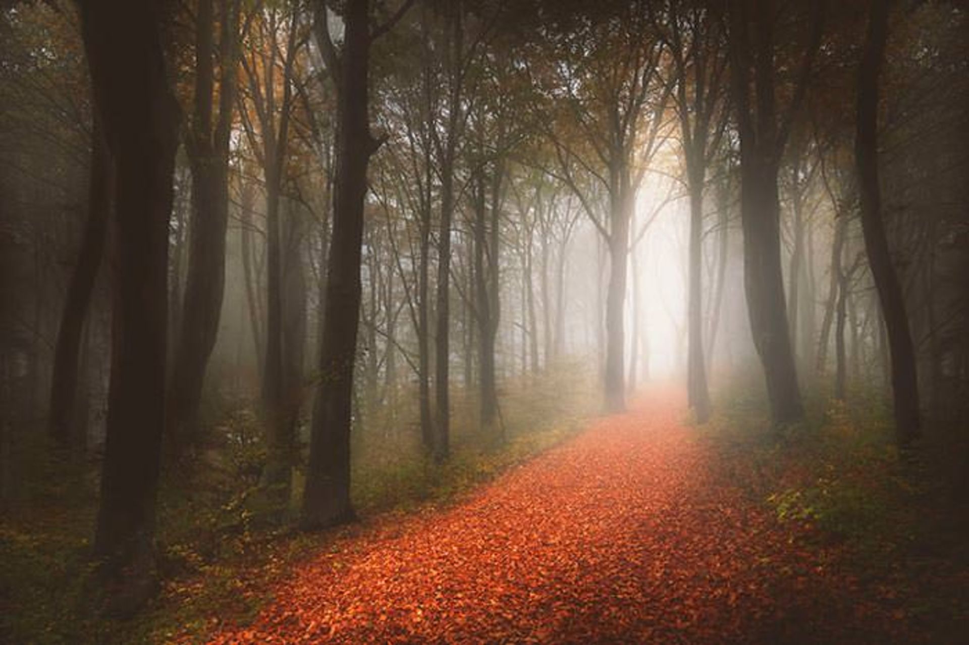 قصه‌ی جنگل