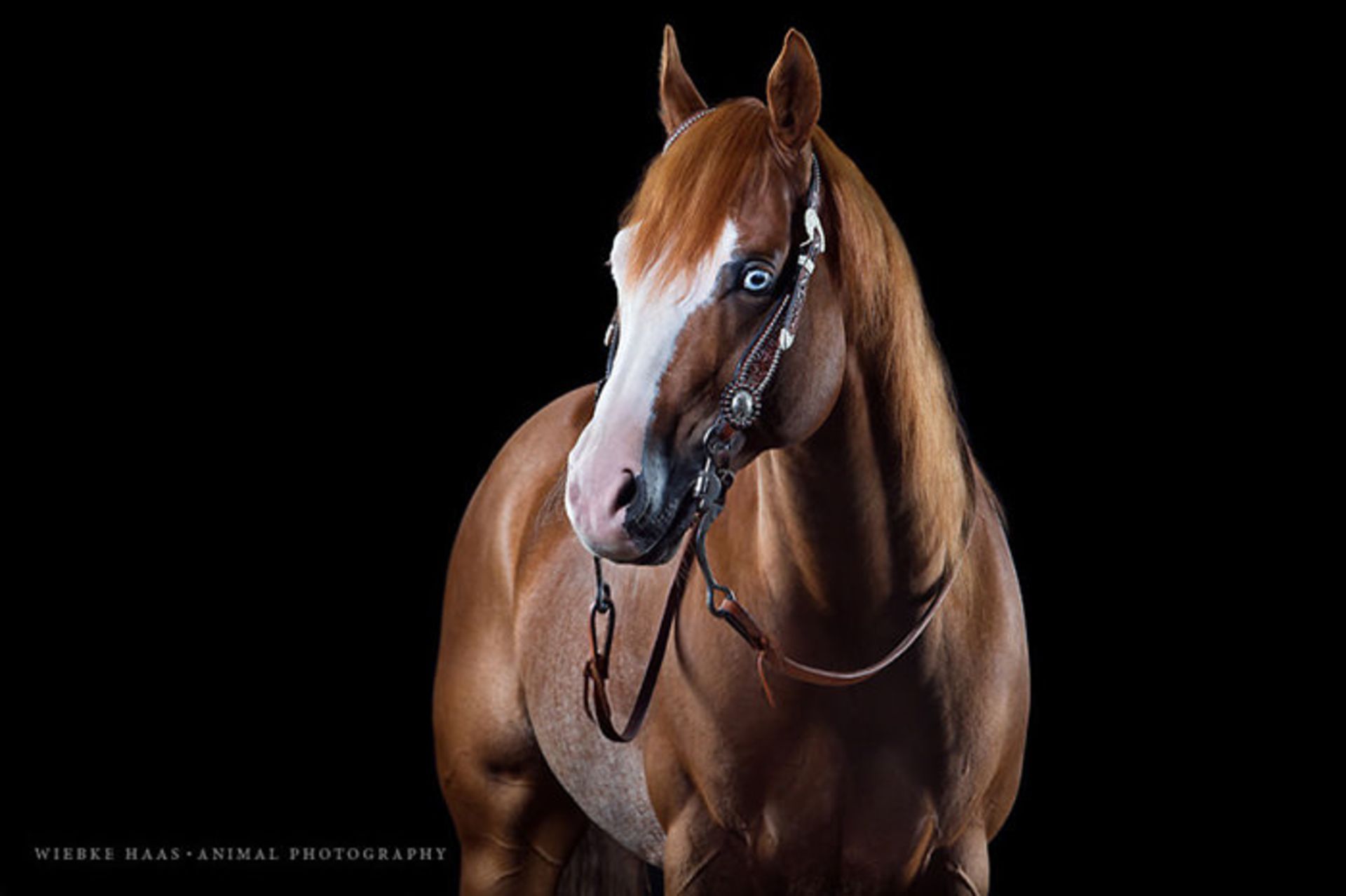 عکاسی آلمانی و ثبت تصاویری تماشایی از اسب‌ها