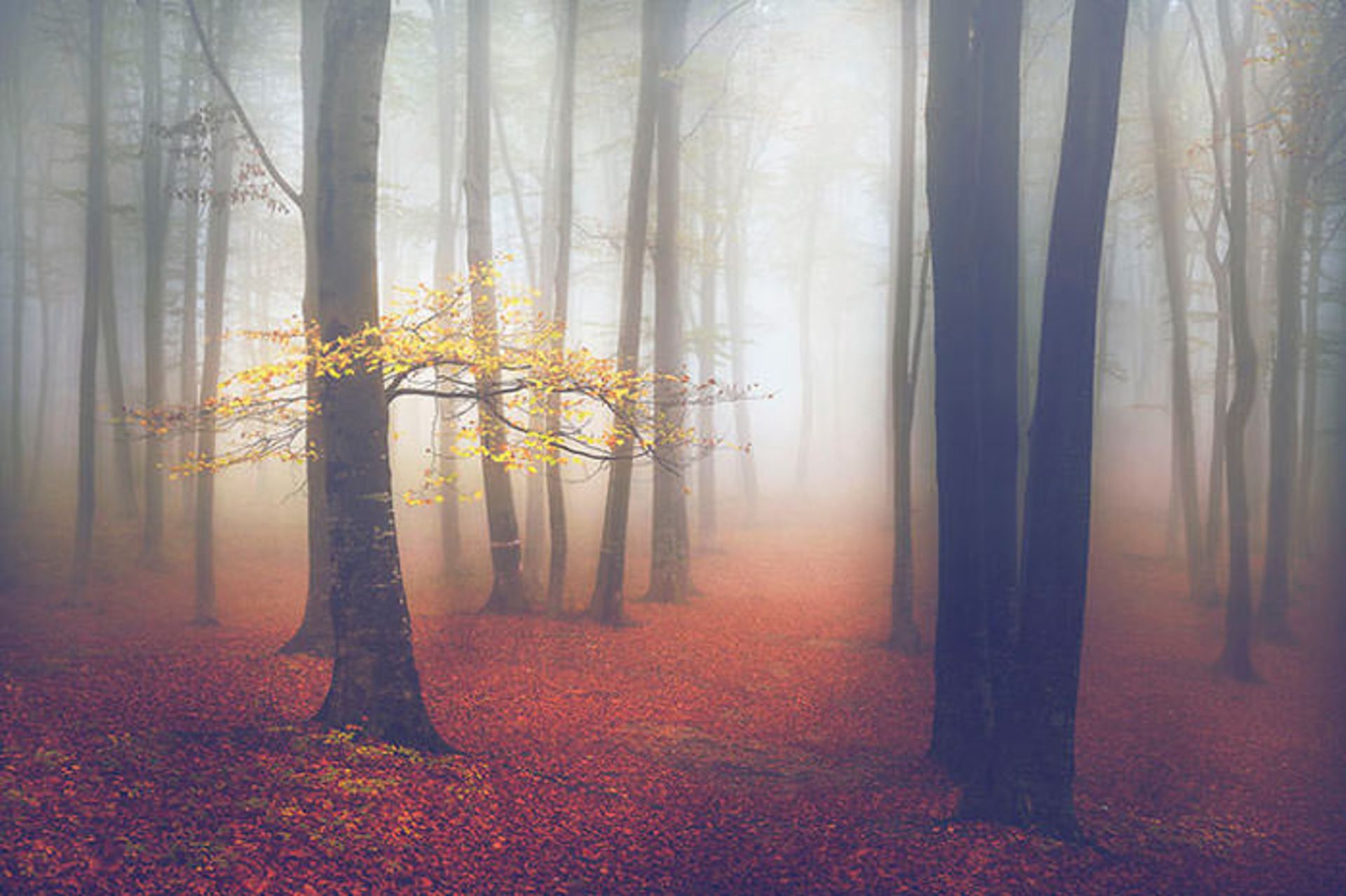 قصه‌ی جنگل