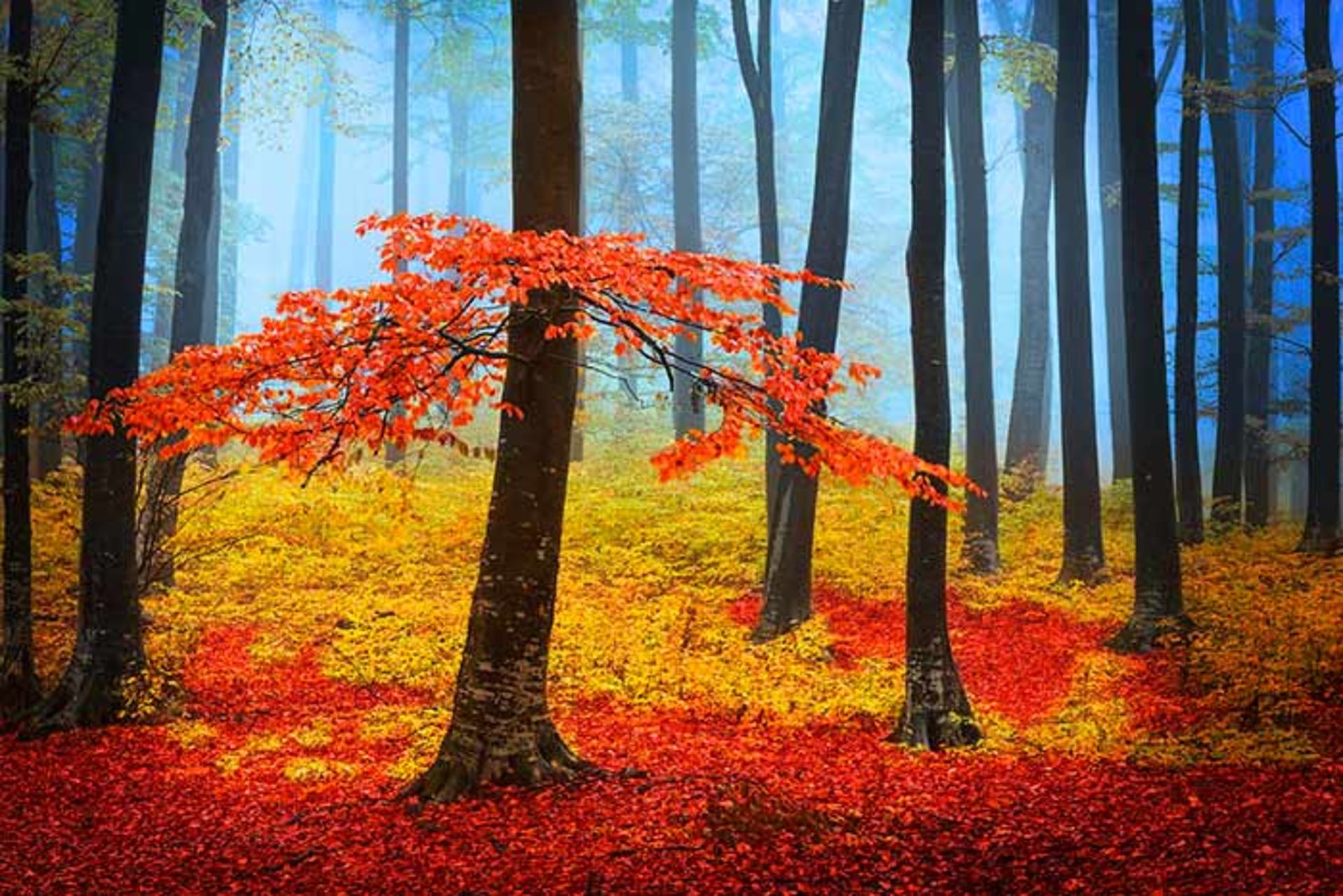 عکاسی از جنگل