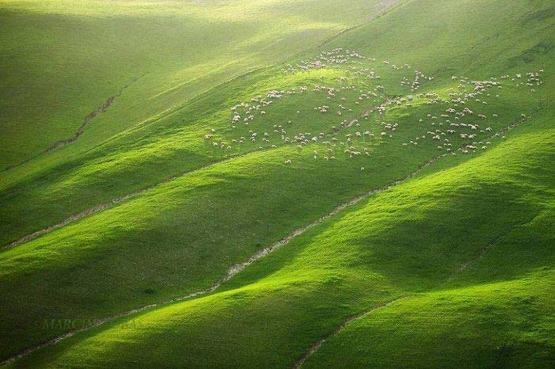 توسکانی