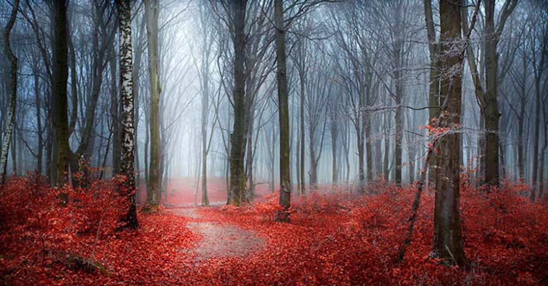 قصه‌ی جنگل