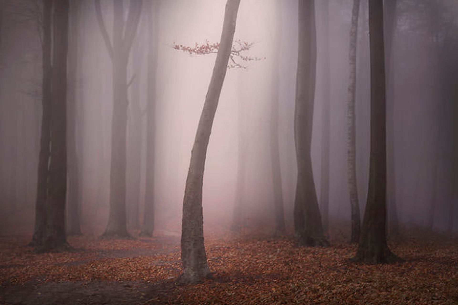 قصه‌ی جنگل