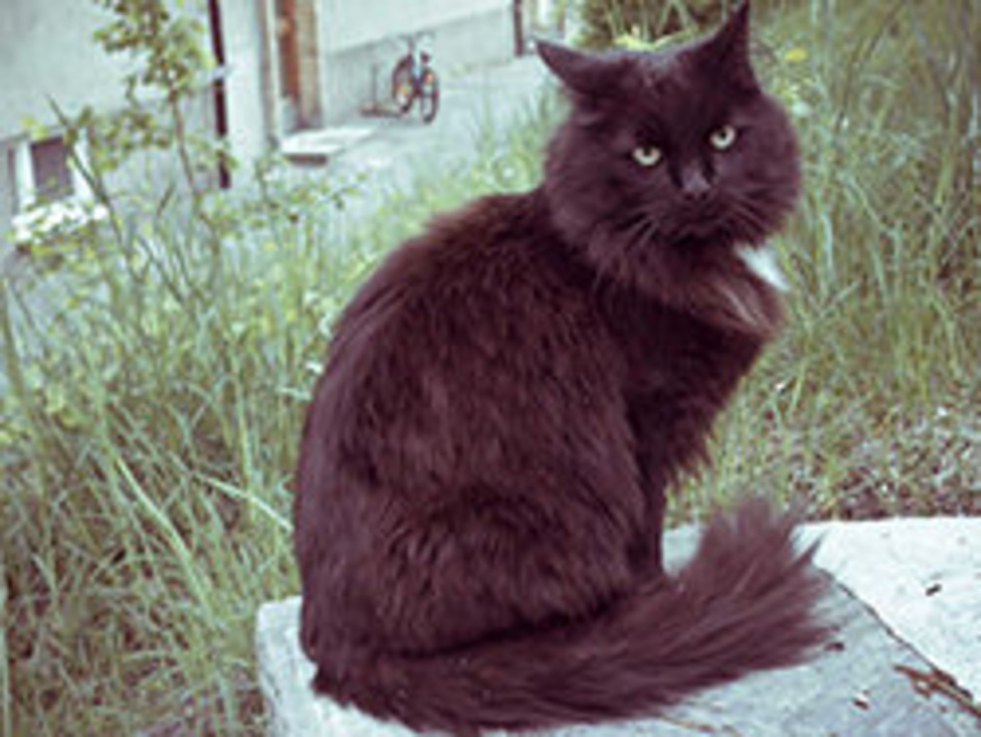 cat