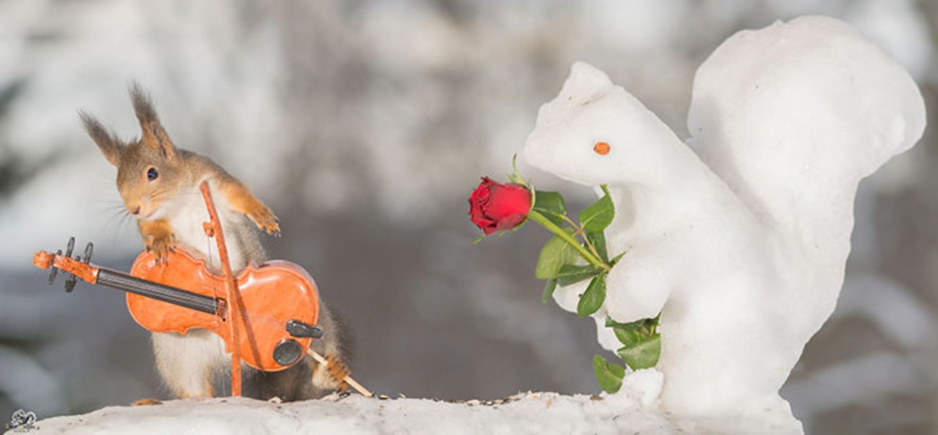 سنجاب‌های موسیقی‌دان