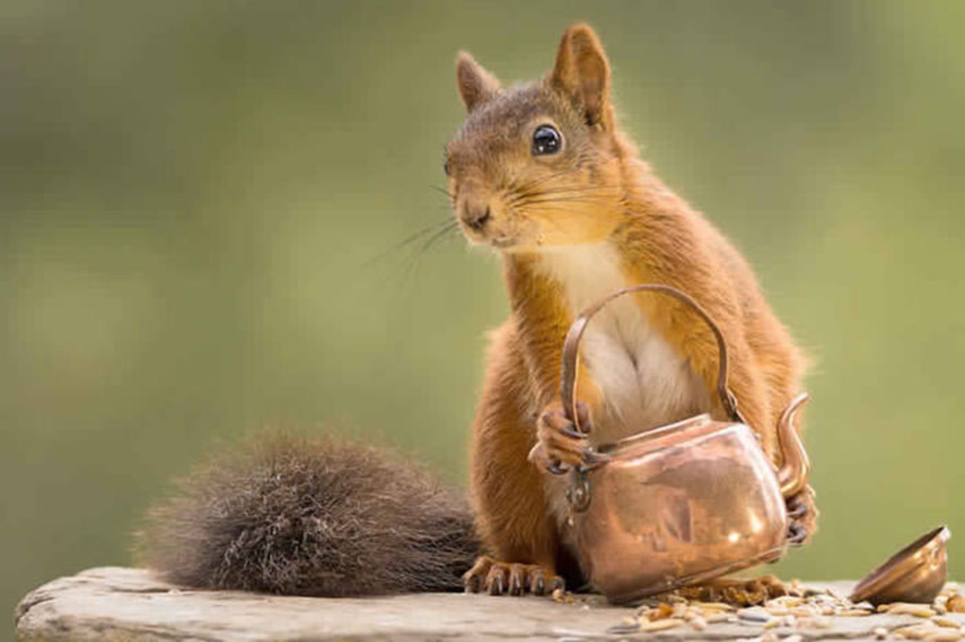 سنجاب‌های قرمز