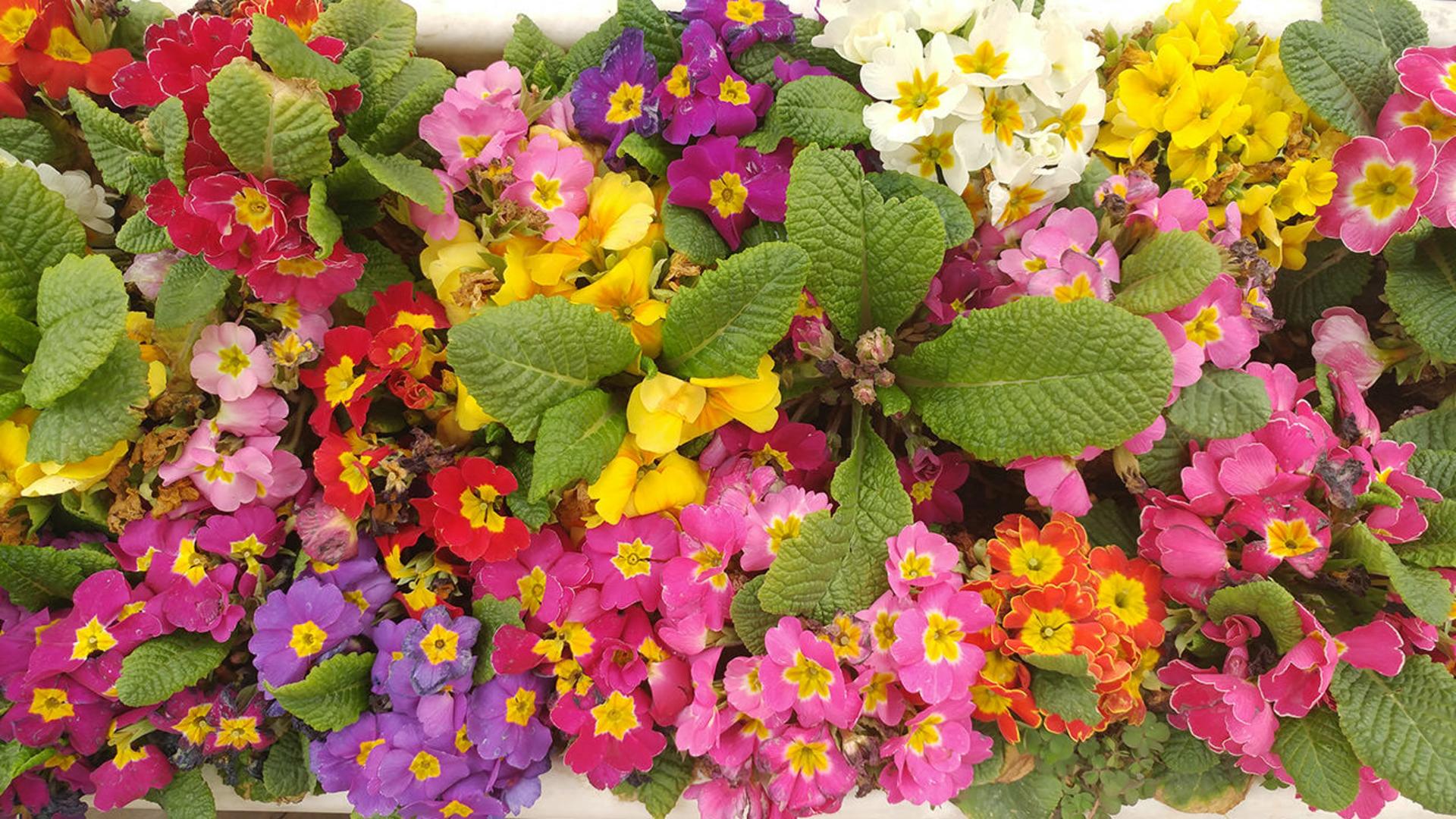 نمونه عکس ال جی جی ۵