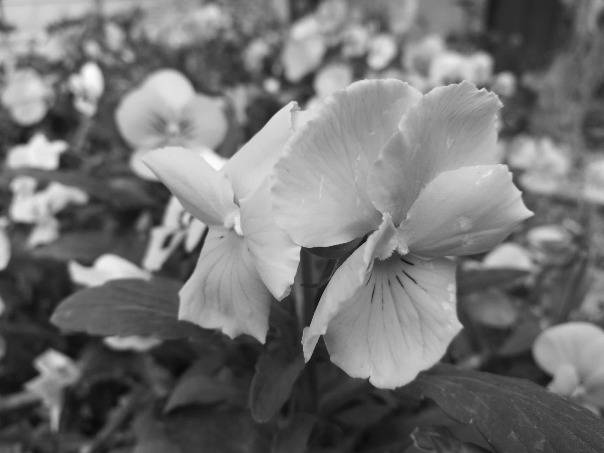 نمونه عکس دوربین هواوی پی 9