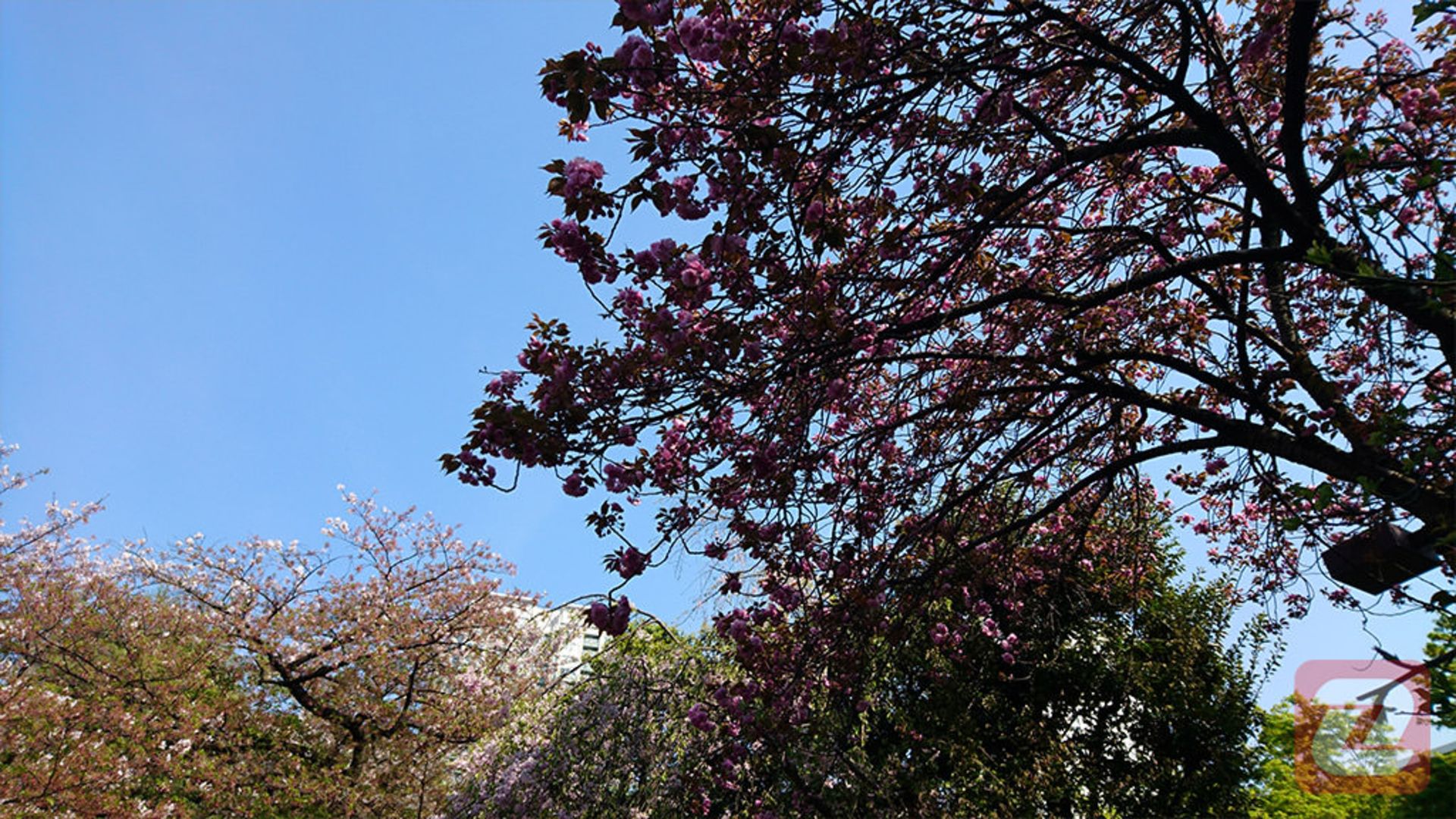 عکس اکسپریا ایکس