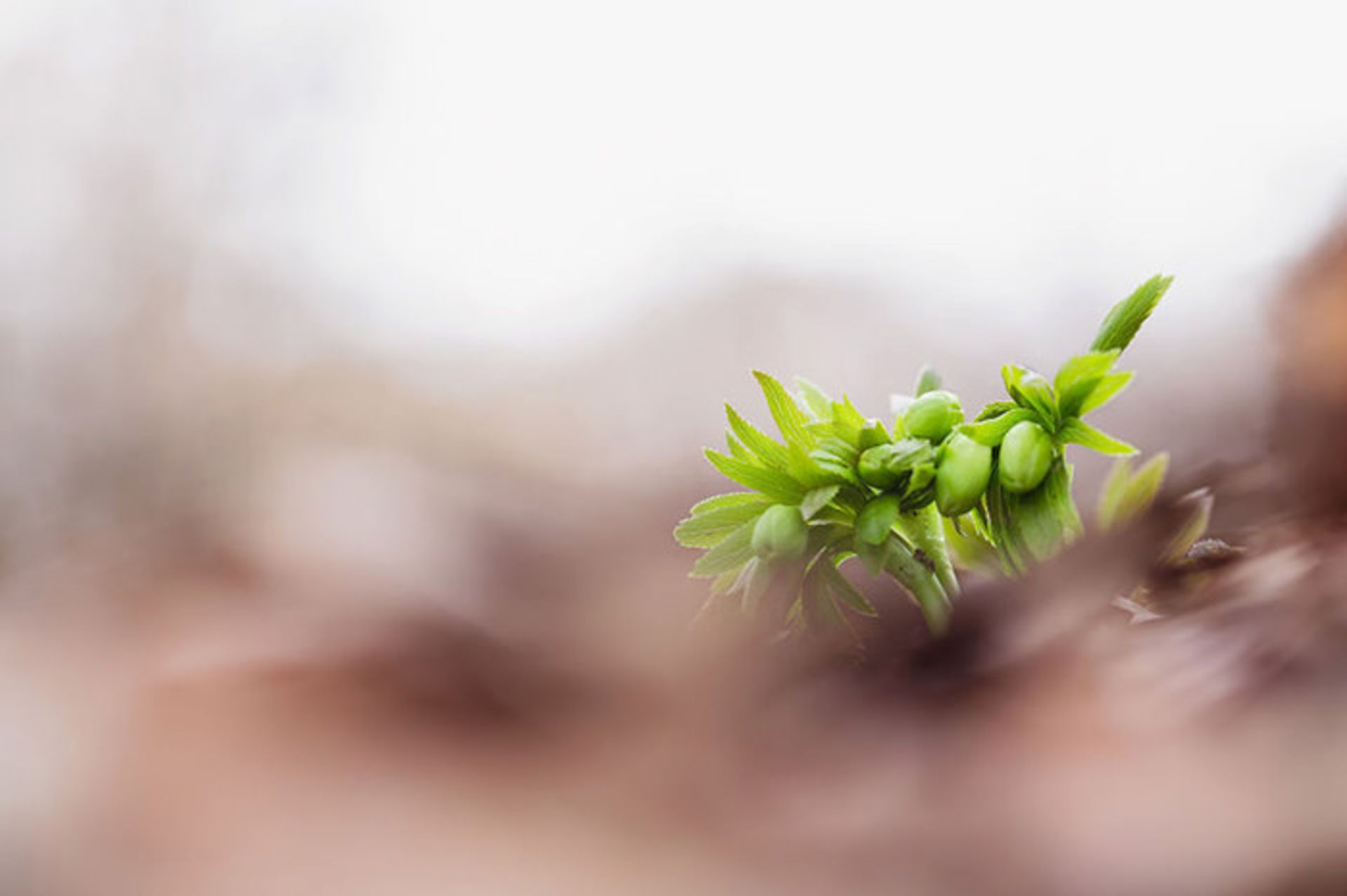 عکاسی از گل‌های کمیاب بهاری