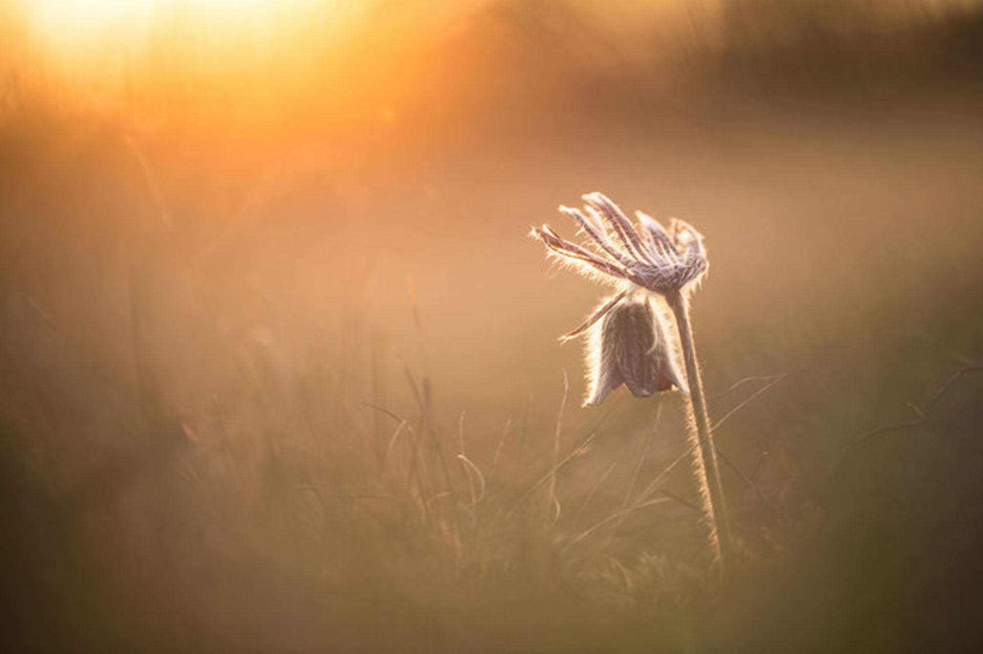 عکاسی از گل‌های کمیاب بهاری