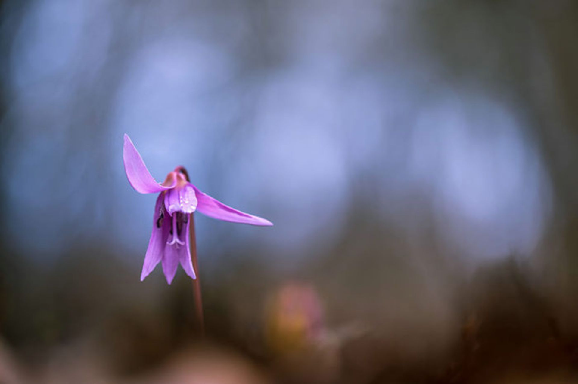 عکاسی از گل‌های کمیاب بهاری