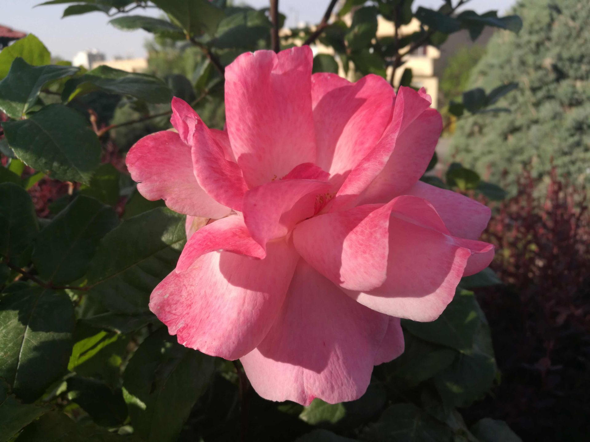 نمونه عکس دوربین هواوی پی 9