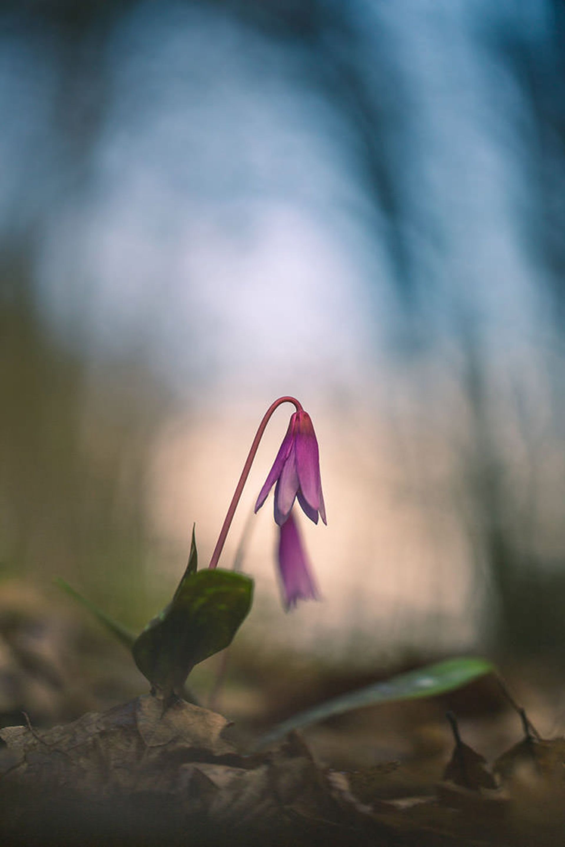 عکاسی از گل‌های کمیاب بهاری