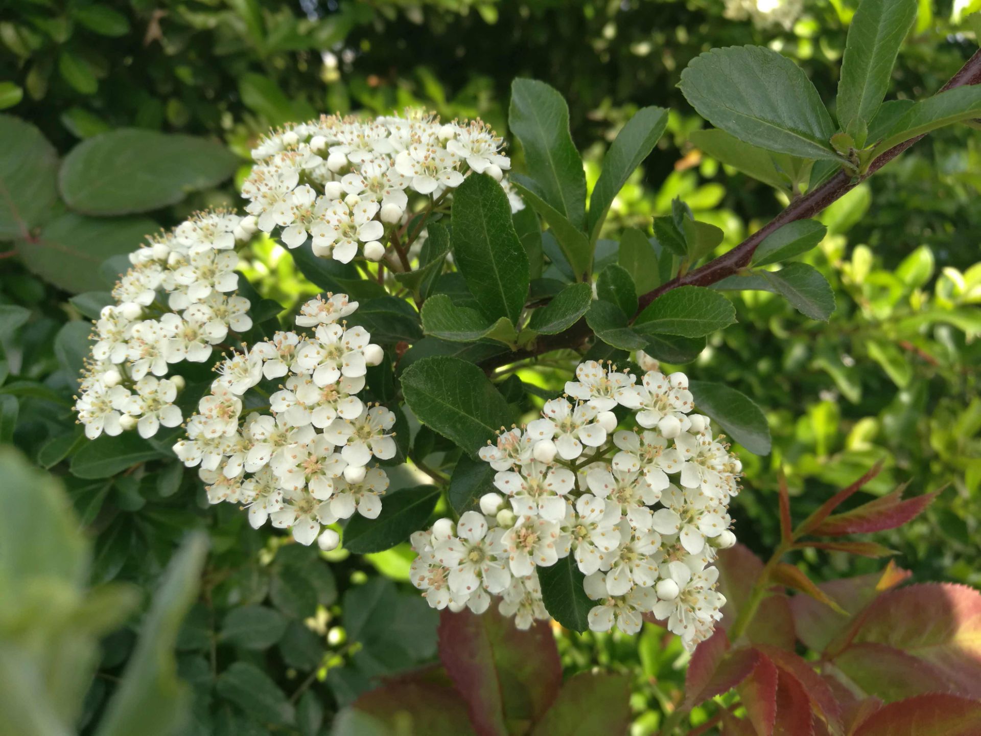 نمونه عکس دوربین هواوی پی 9