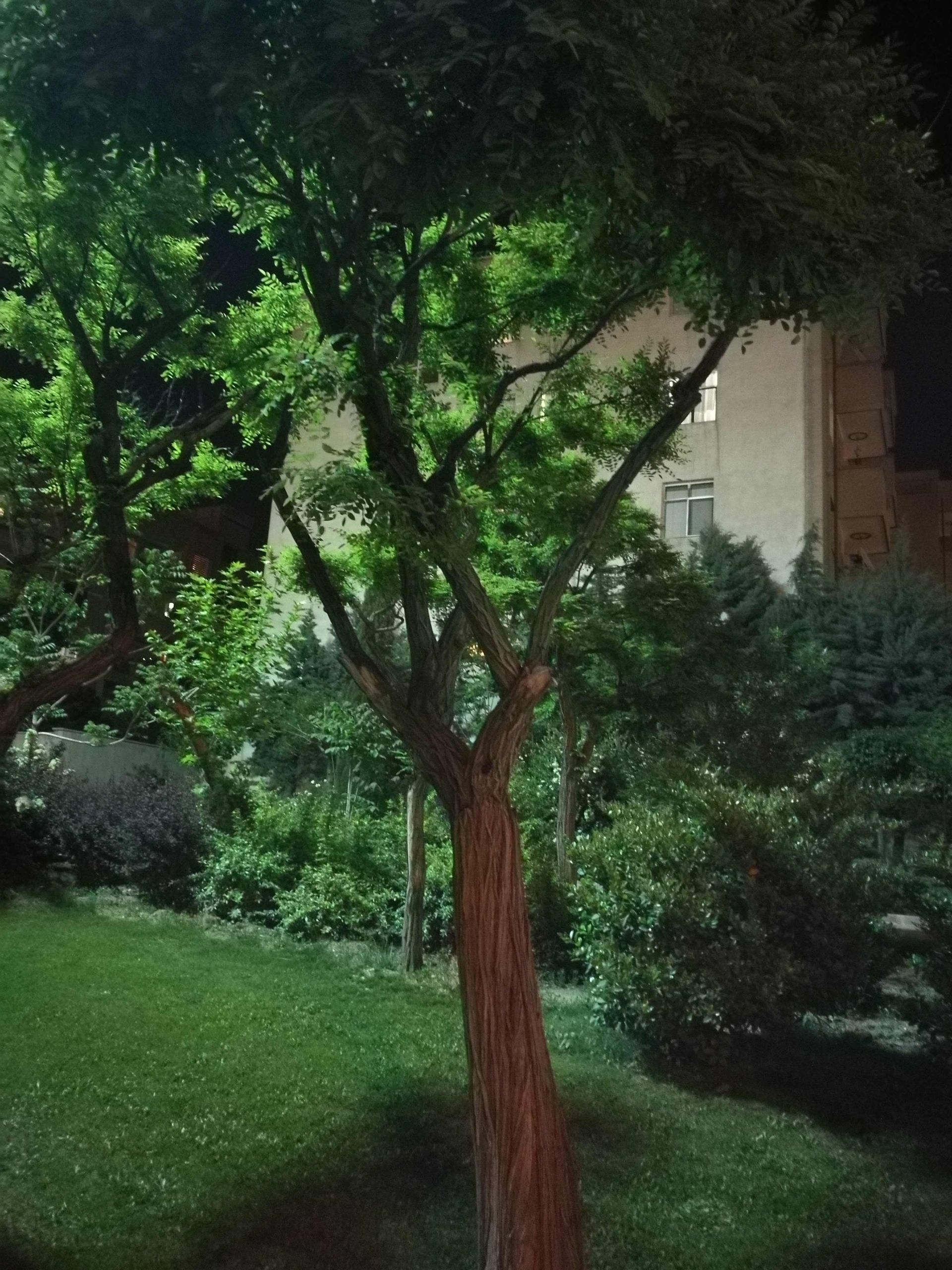 نمونه عکس دوربین هواوی پی 9