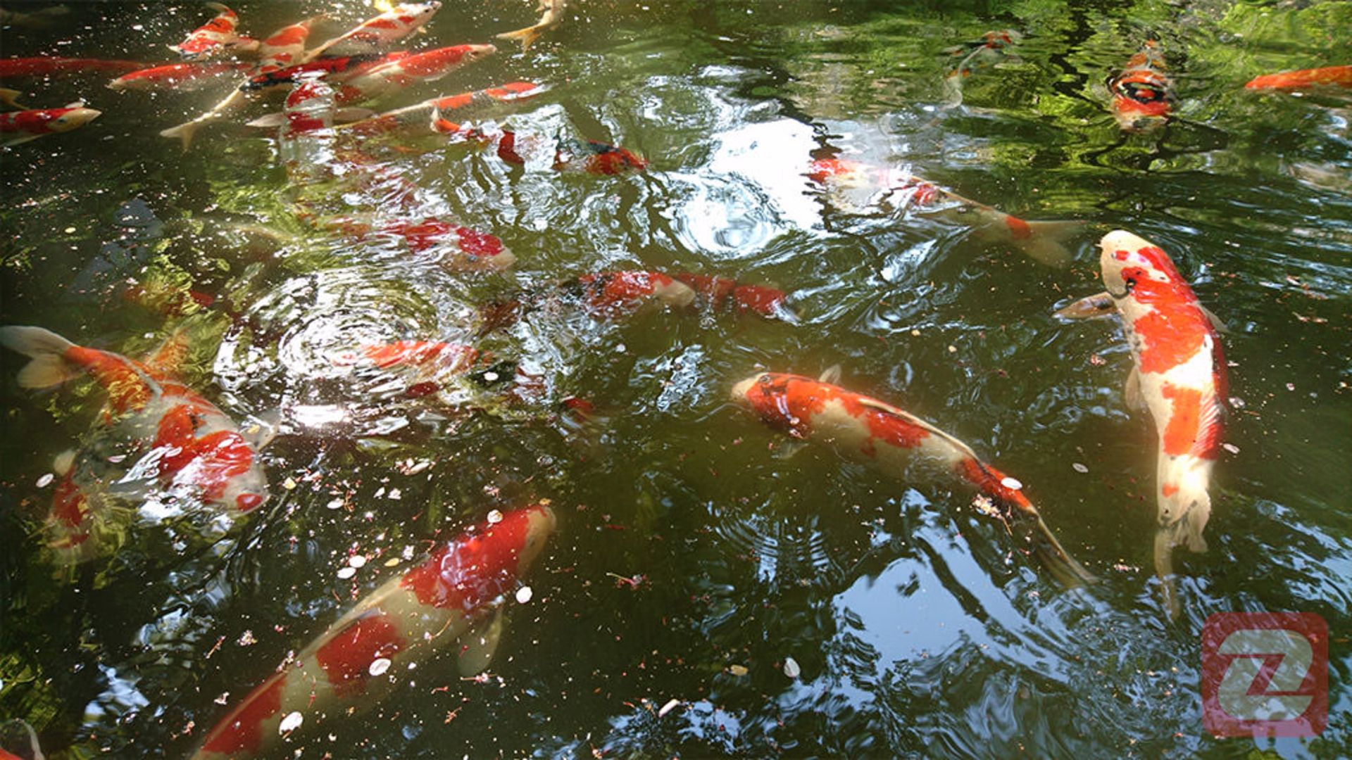 عکس اکسپریا ایکس