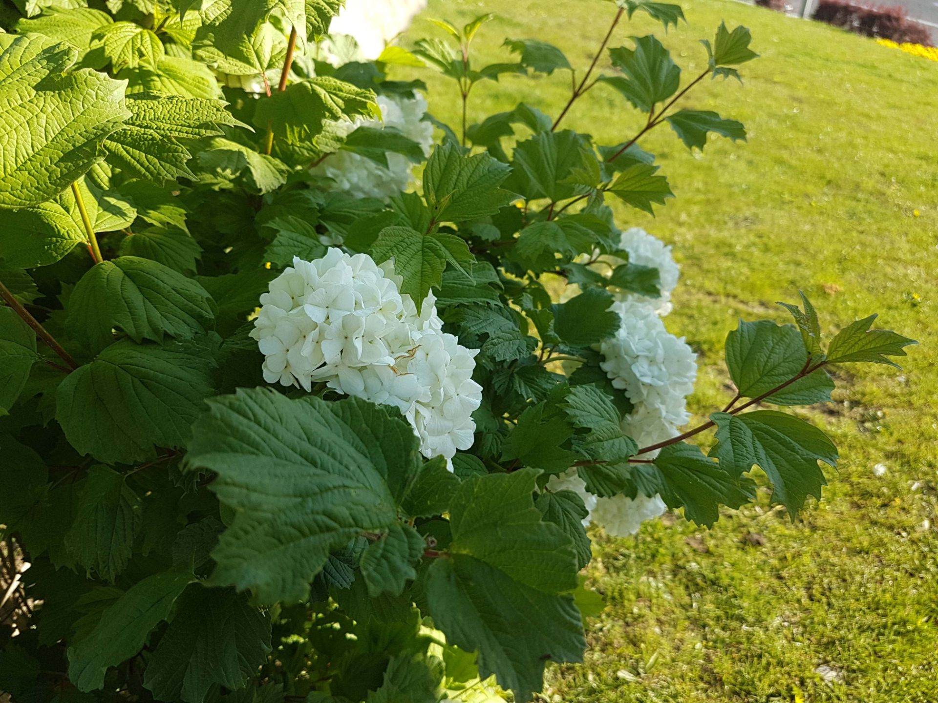 نمونه عکس دوربین گلکسی اس 7