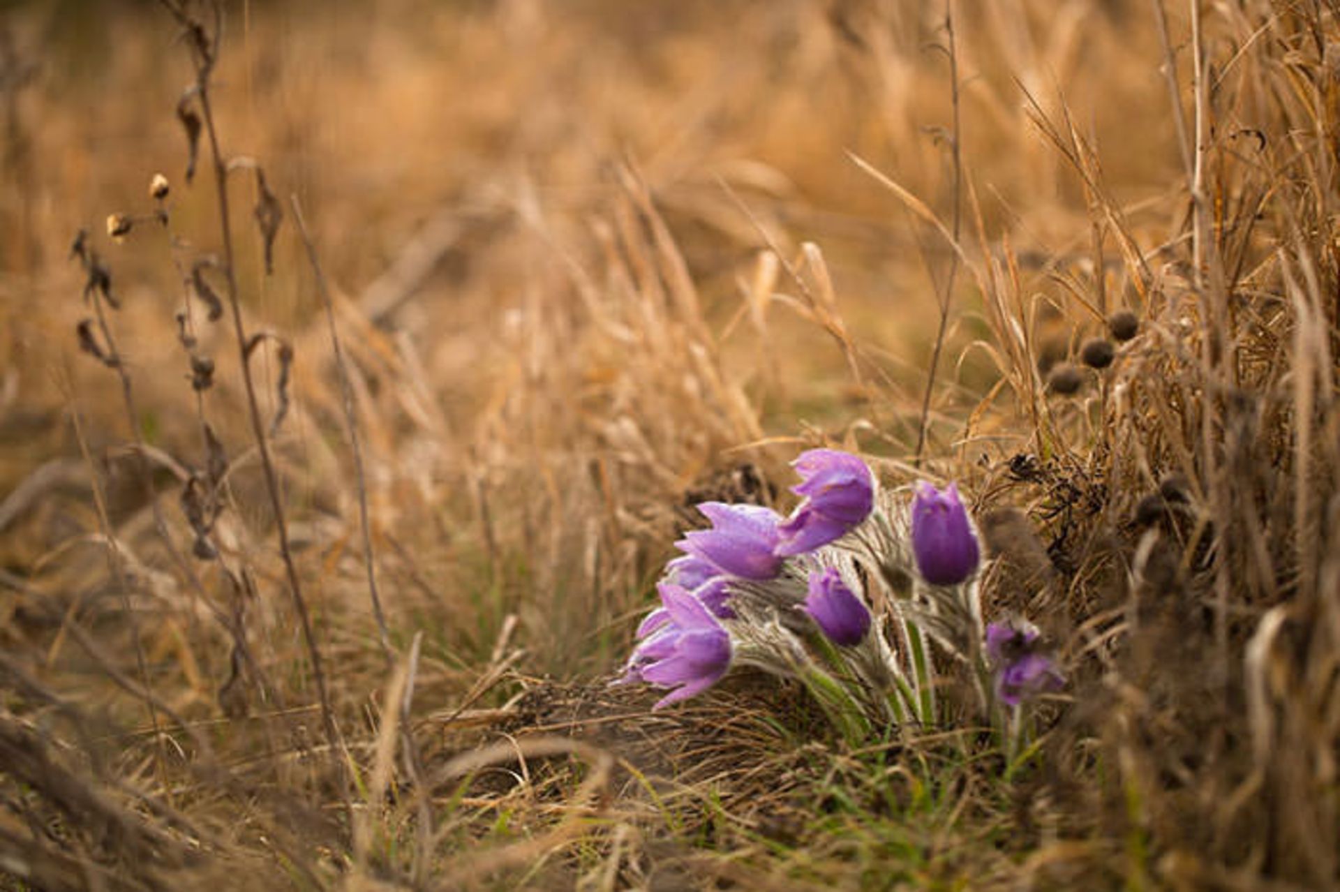 عکاسی از گل‌های کمیاب بهاری