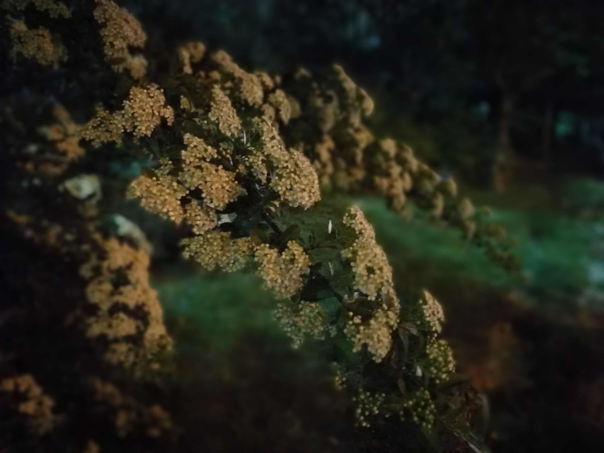 نمونه عکس دوربین هواوی پی 9