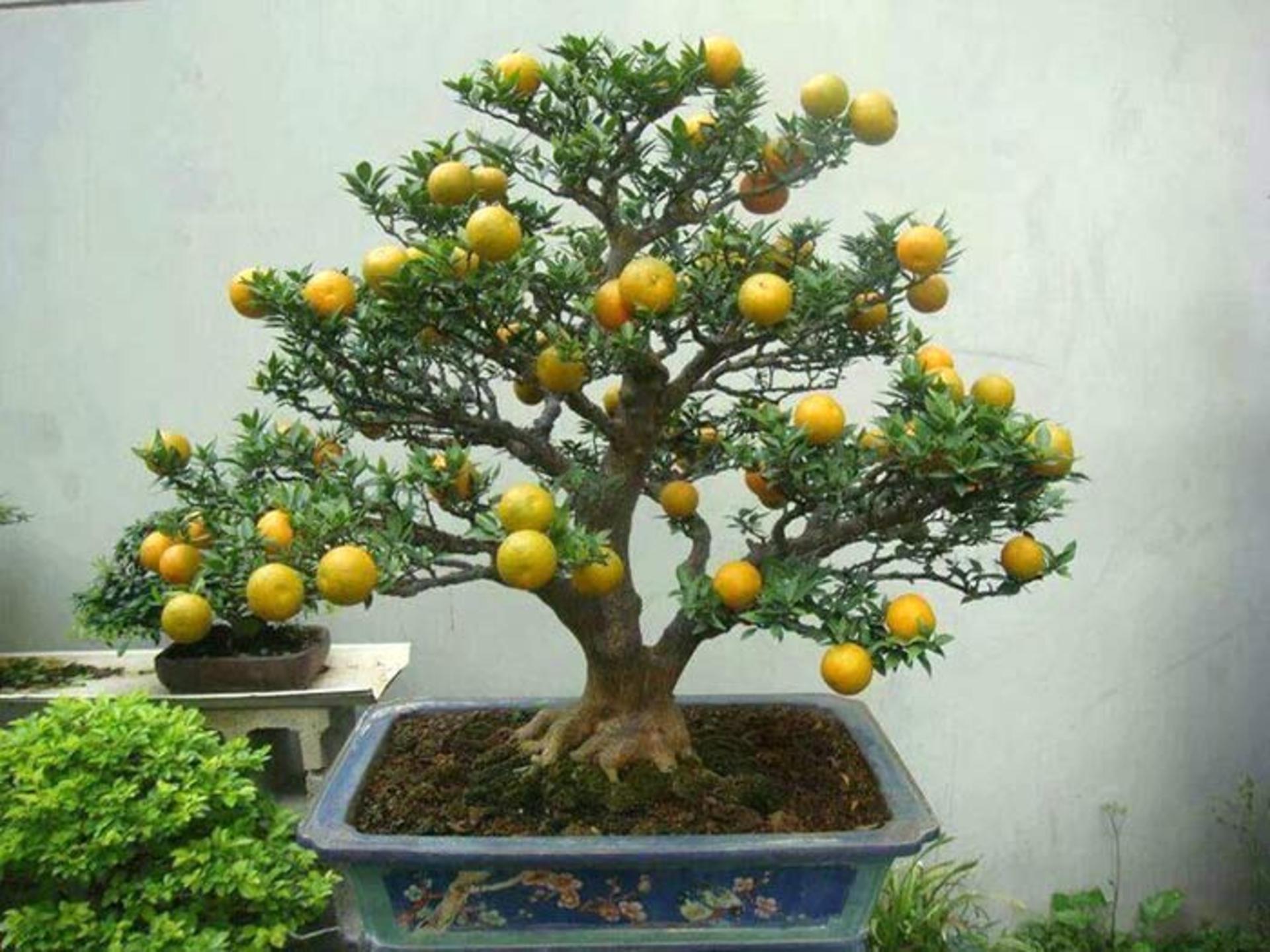 درختان بن‌سای
