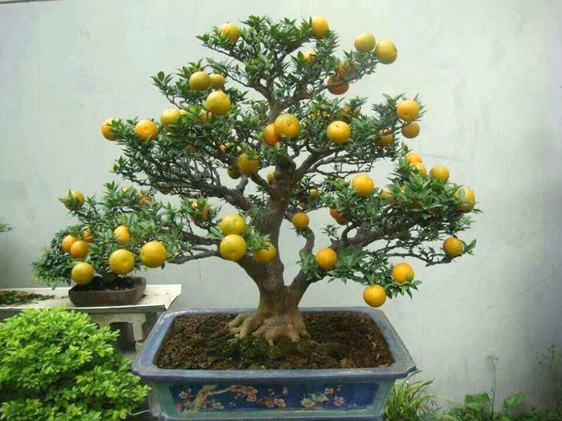 درختان بن‌سای
