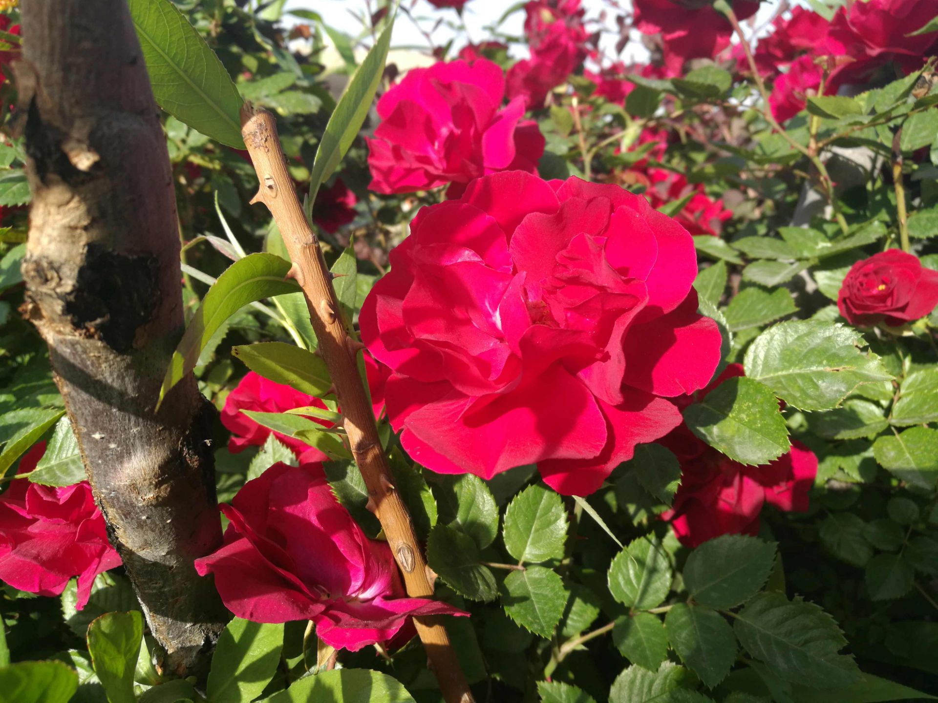 نمونه عکس دوربین هواوی پی 9