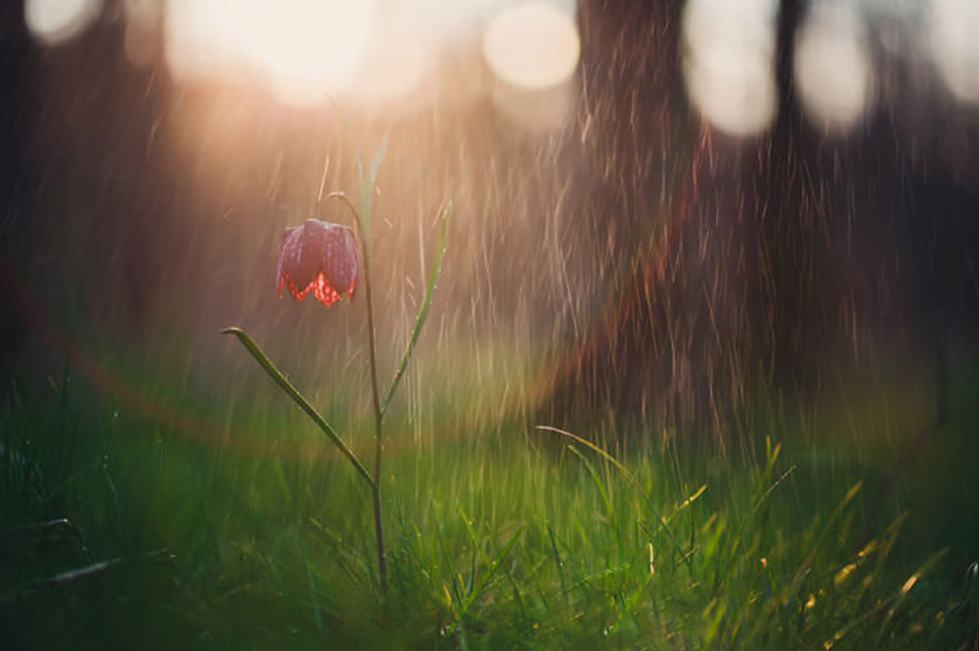 عکاسی از گل‌های کمیاب بهاری