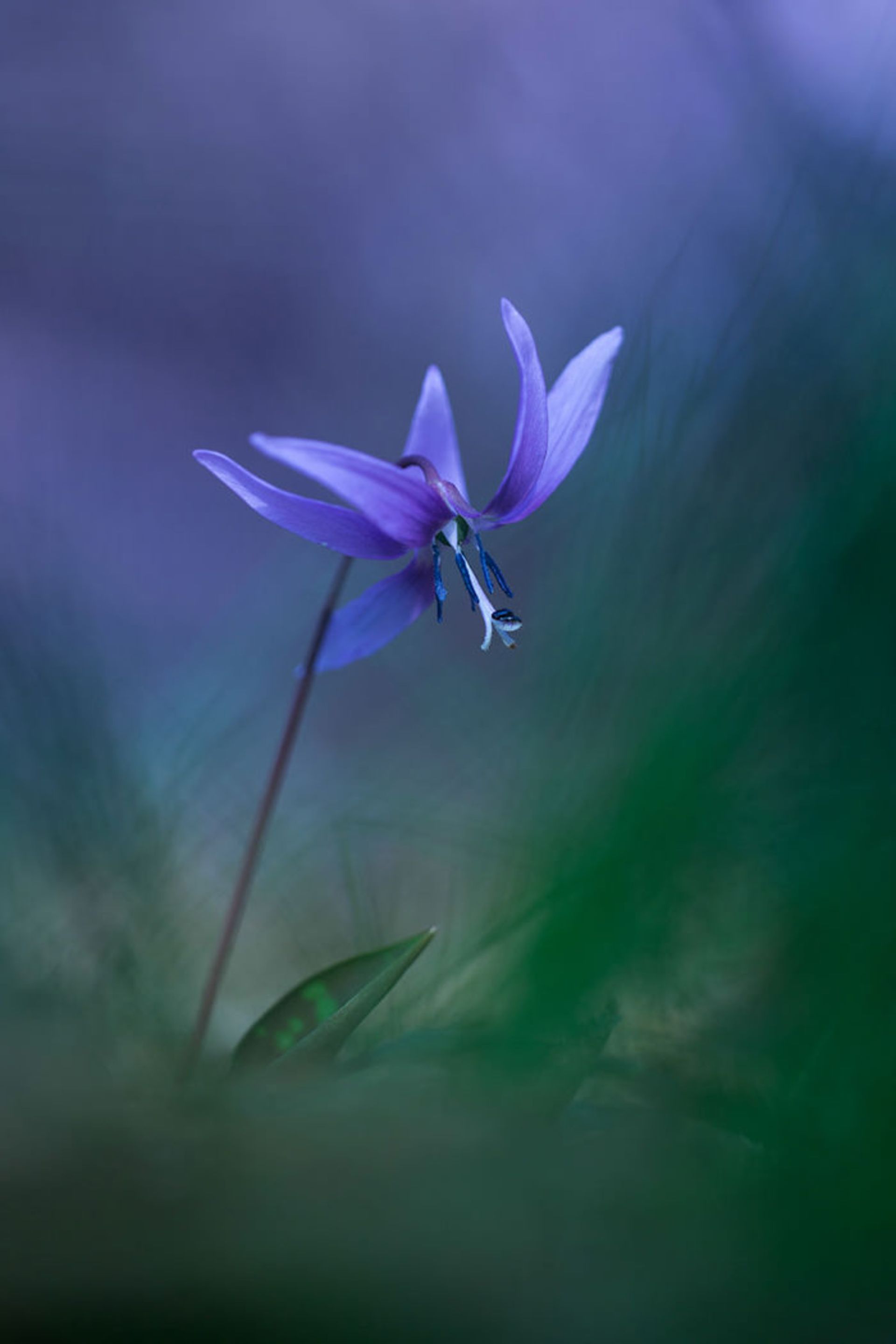 عکاسی از گل‌های کمیاب بهاری