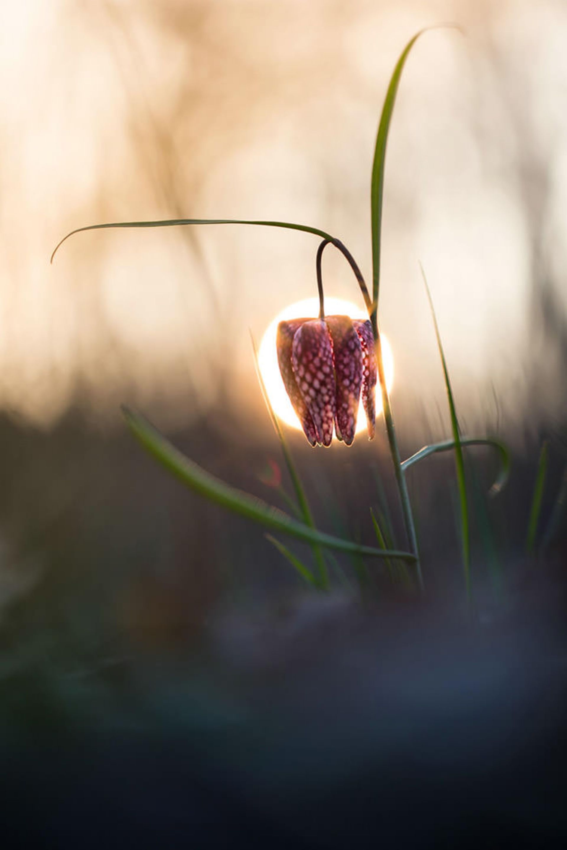 عکاسی از گل‌های کمیاب بهاری