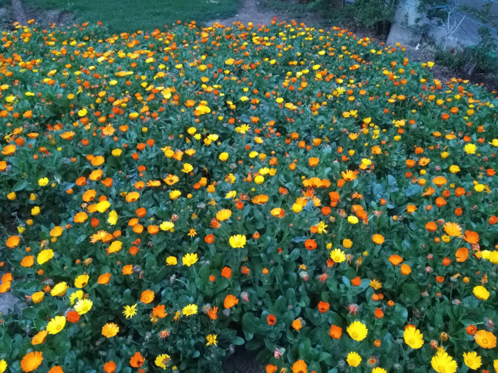 نمونه تصاویر Honor 5x