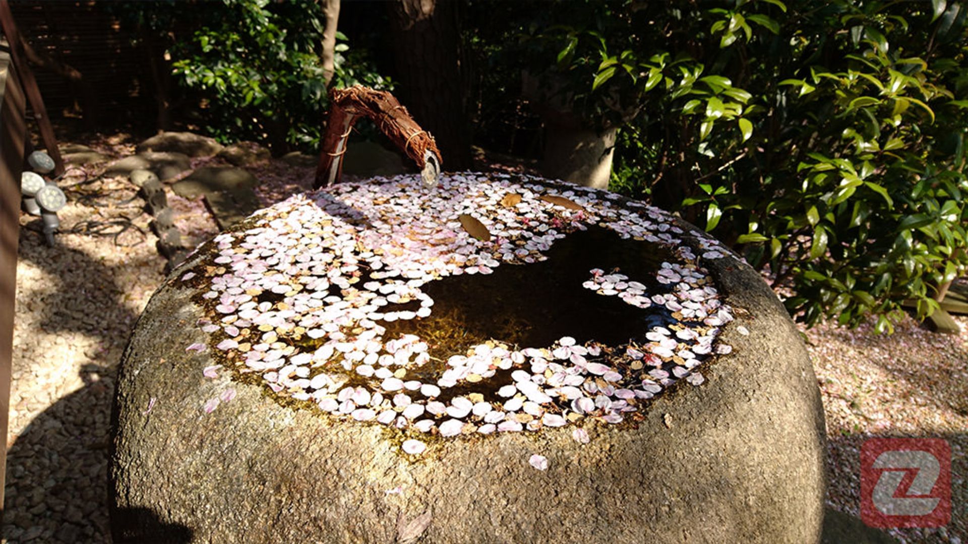 عکس اکسپریا ایکس