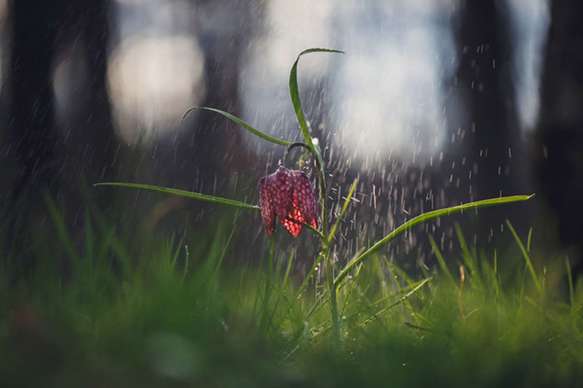 عکاسی از گل‌های کمیاب بهاری