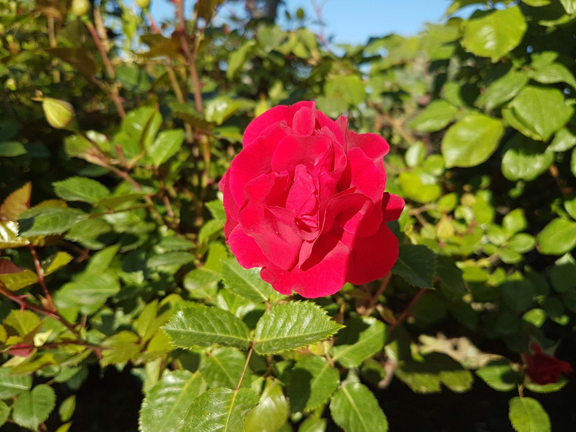 نمونه عکس دوربین گلکسی اس 7